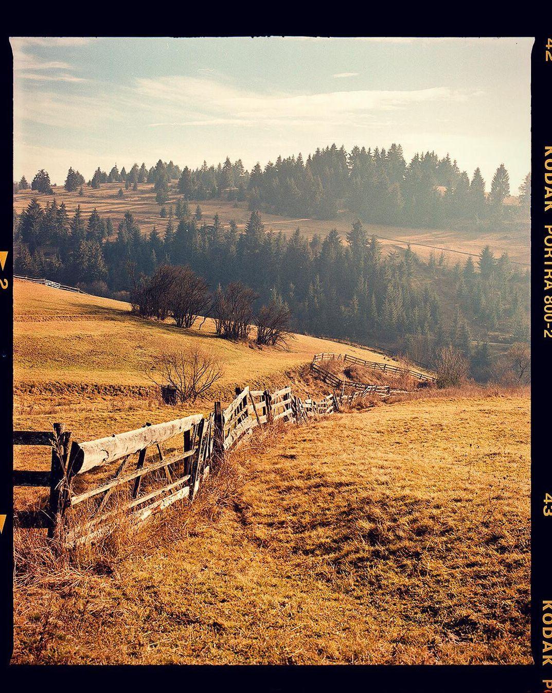 A wooden fence winds through a golden field with a forest of pine trees in the background under a hazy sky.