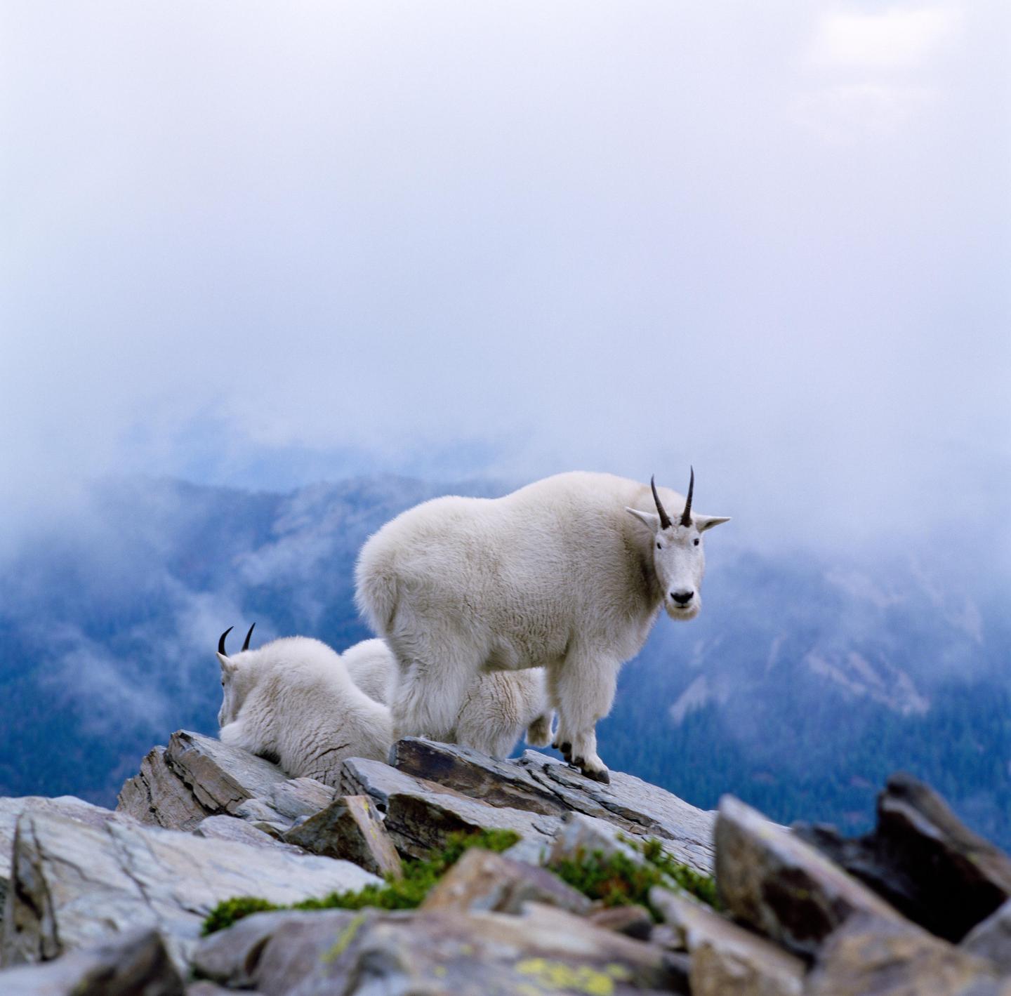 A mountain goat stands on a rocky peak with two other goats in the background, overlooking a hazy mountain range.