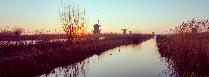 The sun rises over a canal lined with tall grass and several windmills in Kinderdijk, Netherlands.
