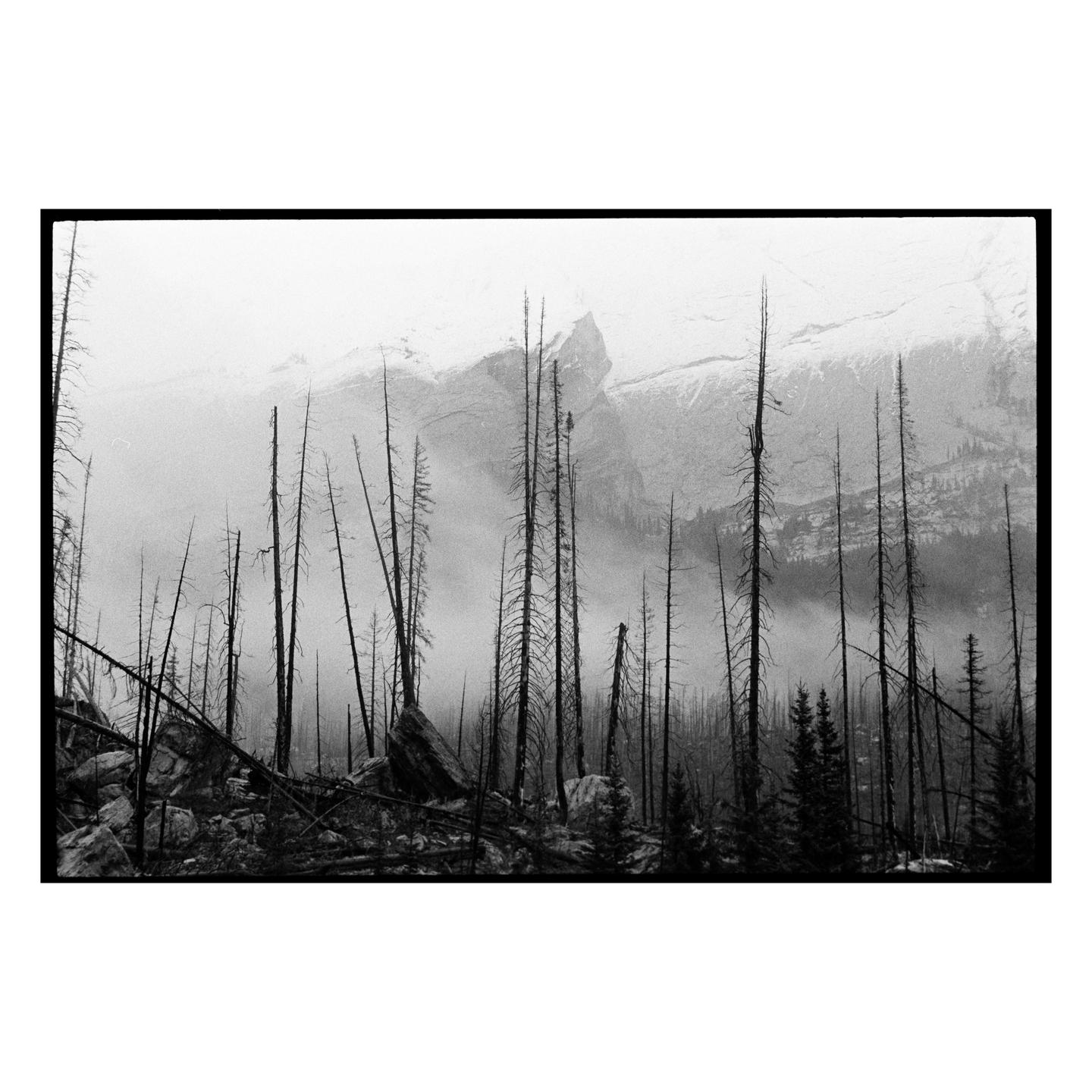 A forest of burnt pine trees stands before a hazy, snow-capped mountain.