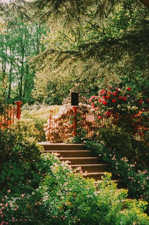 A stone staircase leads up to a red metal fence covered in flowering bushes and trees.