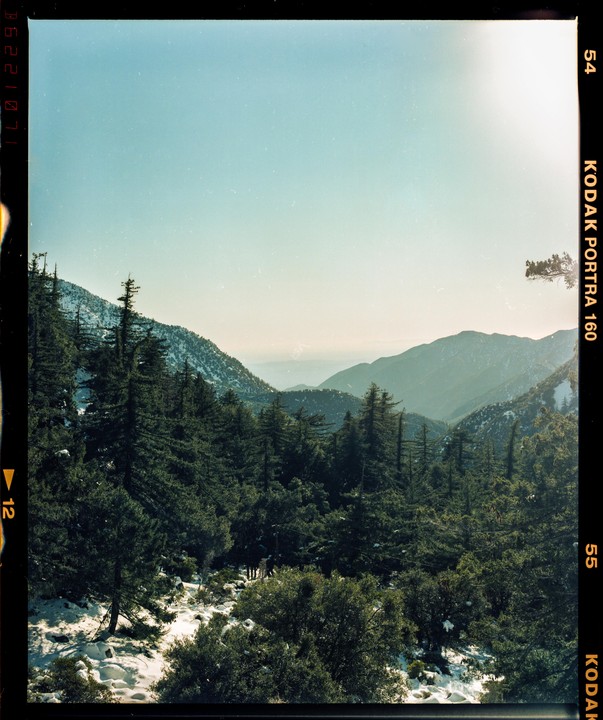A forest of pine trees covers a snowy mountain landscape under a clear sky.
