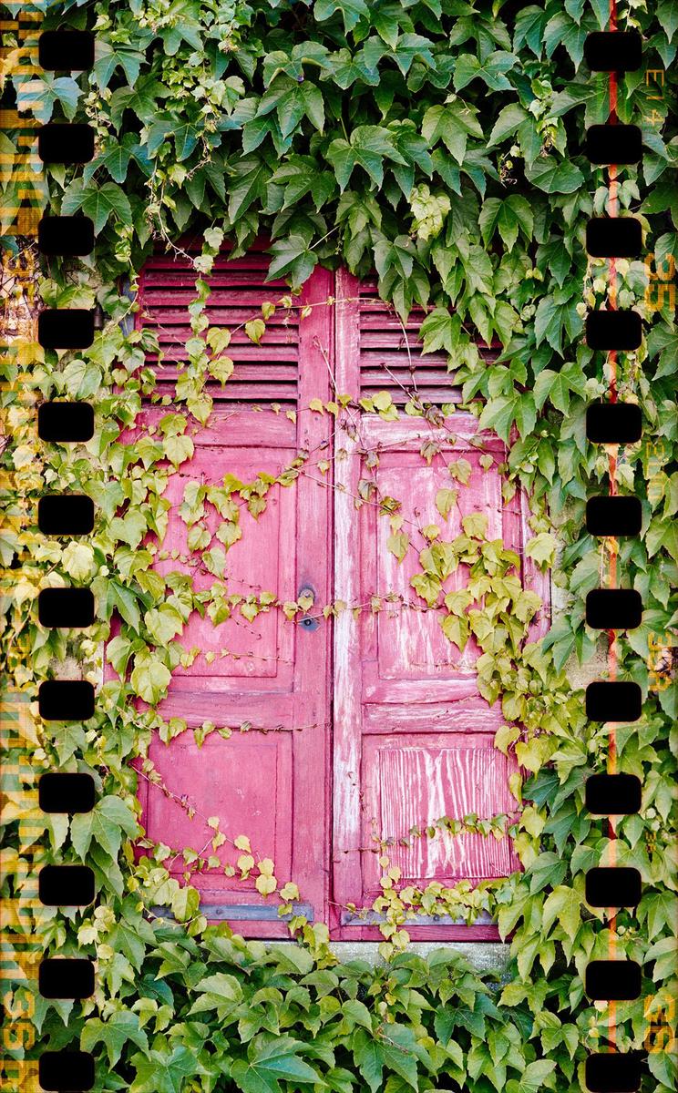 A vibrant pink window with closed shutters is almost entirely covered by green ivy.