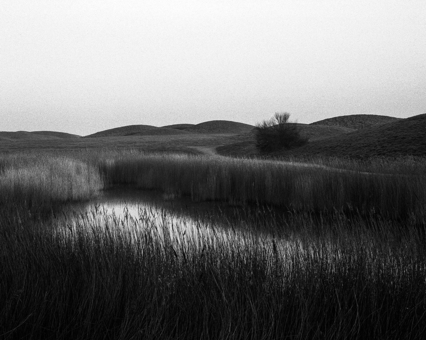 A body of water is surrounded by tall grass and rolling hills under a bright sky.