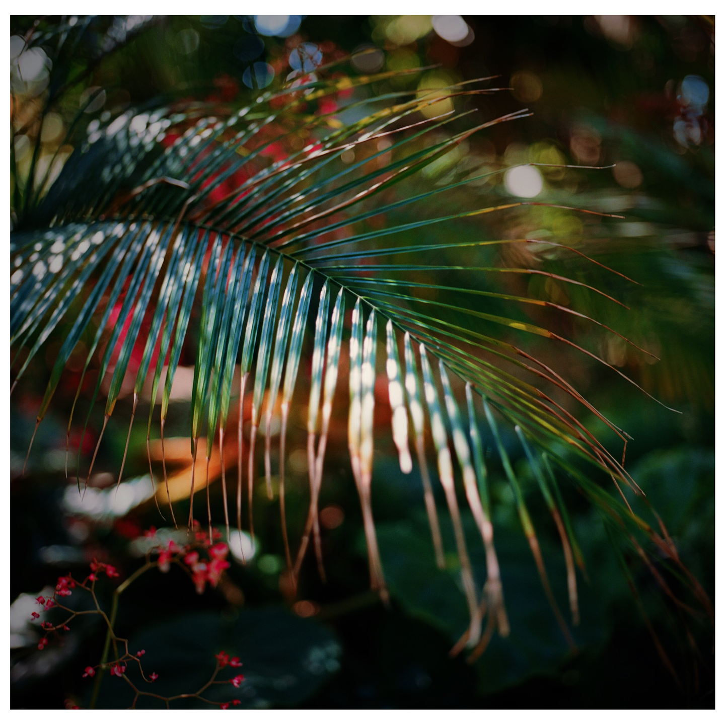Sunlight dapples a palm frond with small red flowers in the foreground.