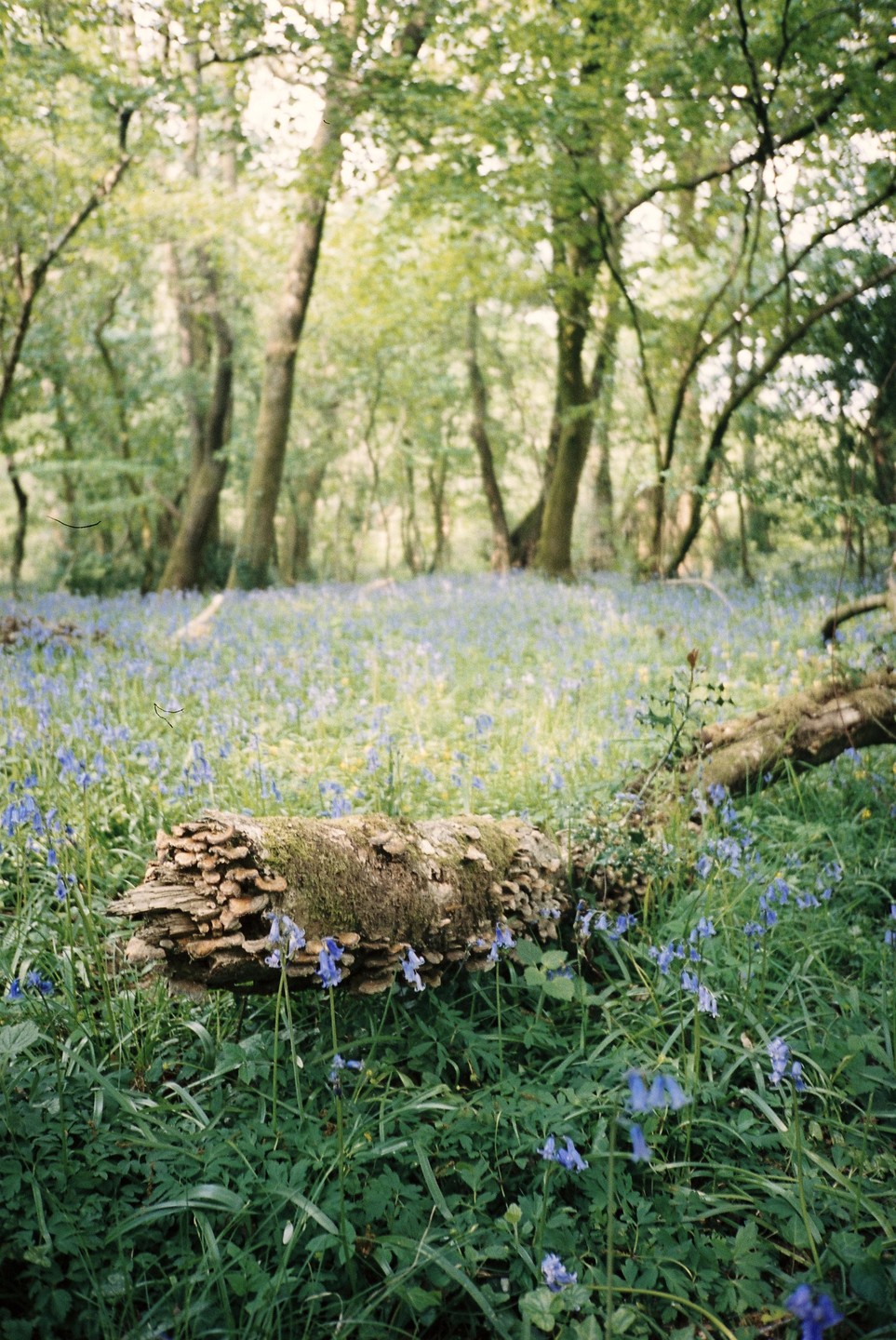 A fallen log covered in moss and mushrooms lies in a forest clearing filled with bluebell flowers and tall grass.