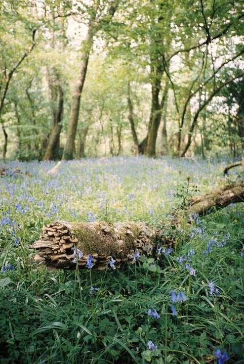 A fallen log covered in moss and mushrooms lies in a forest clearing filled with bluebell flowers and tall grass.