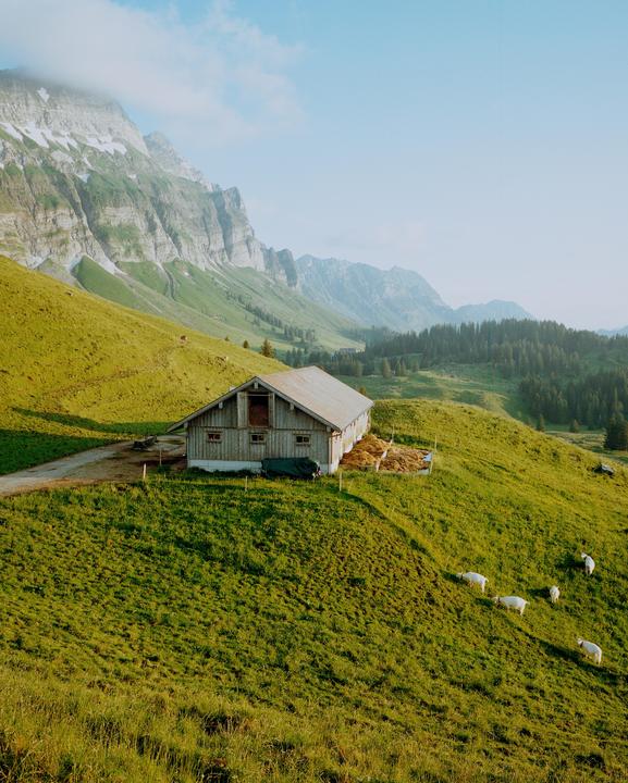A wooden barn sits on a grassy hillside with mountains and trees in the background, and several sheep graze on the slope.
