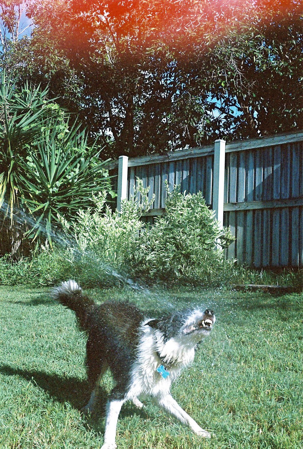 A black and white dog shakes water off its fur in a grassy yard next to a wooden fence.