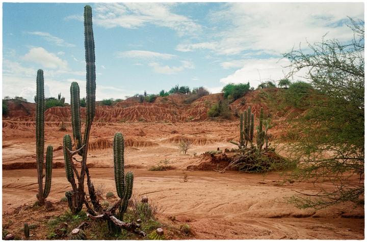 Several tall cacti stand in a dry, arid landscape with red rock formations under a blue sky with white clouds.