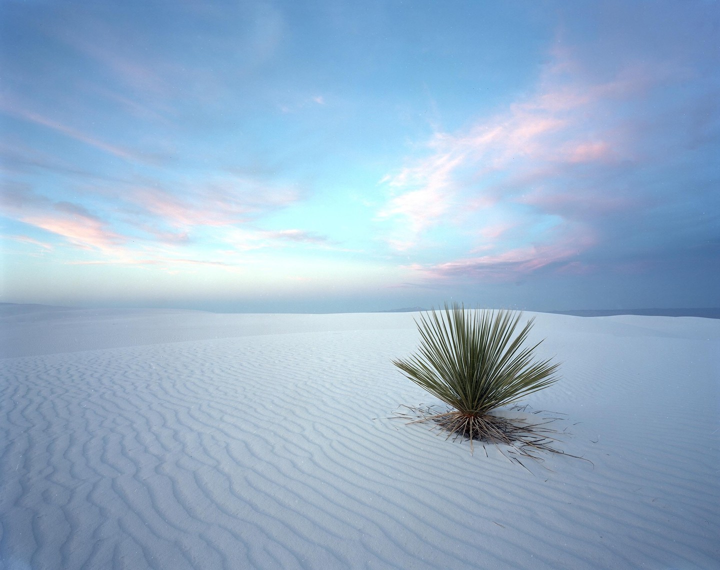 A yucca plant grows in a white sand desert under a blue sky with pink clouds.