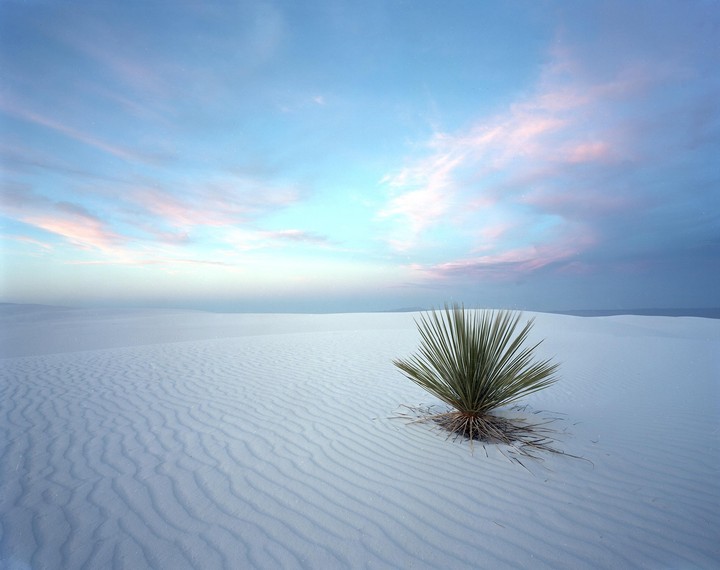 A yucca plant grows in a white sand desert under a blue sky with pink clouds.