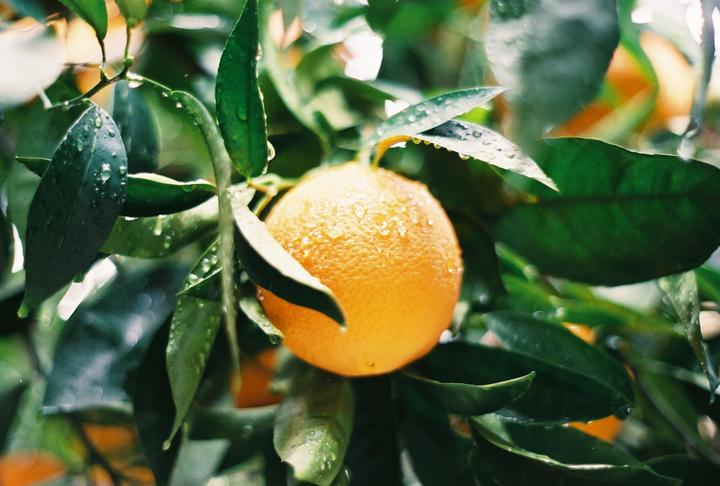 A single orange covered in water droplets hangs from a branch with green leaves.
