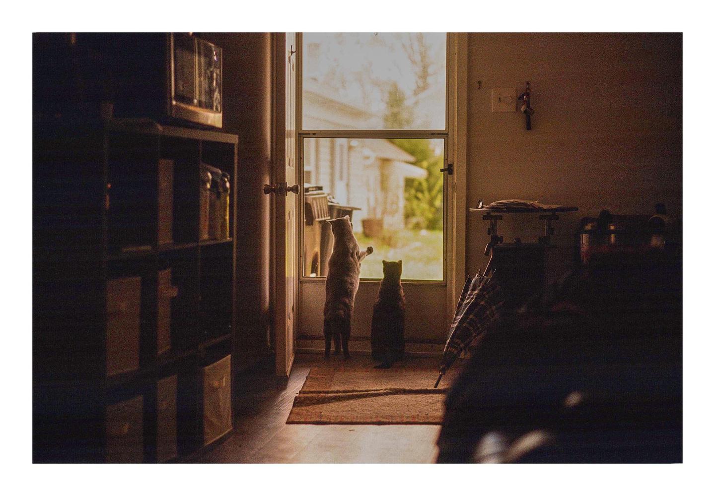 Two cats look out a screen door into a bright yard.