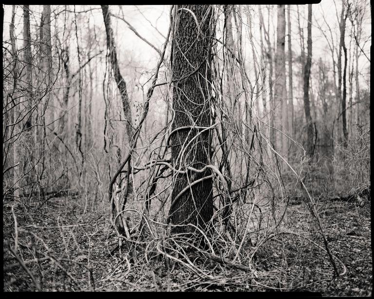 A tree trunk covered in vines stands in a forest of bare trees.