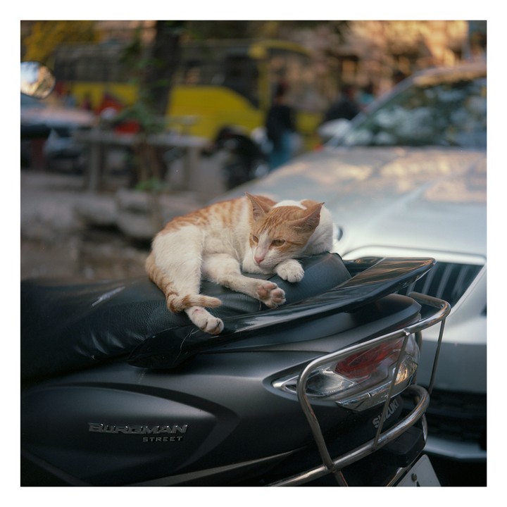 A cat is relaxing on the seat of a scooter.