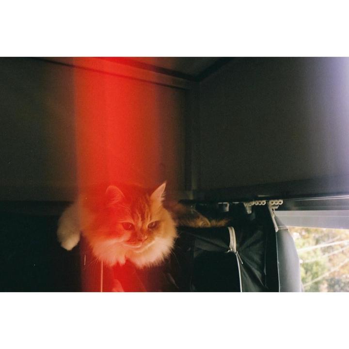 A fluffy orange cat sits in a dark room with a red light leak across the left side of the frame.