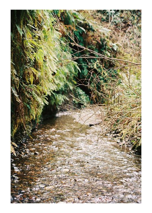 A narrow stream flows between a wall of ferns and bare branches.