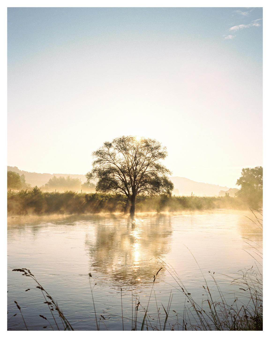 A tree stands in a misty river with the sun shining behind it.