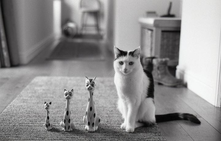 A black and white cat sits on a rug next to three cat figurines in a hallway.