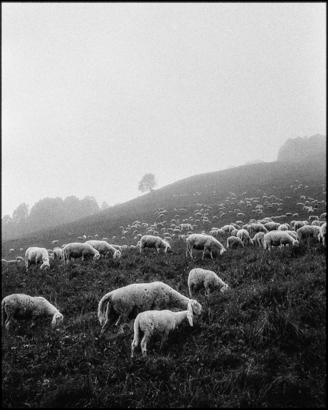 A flock of sheep graze on a grassy hillside under a hazy sky, with a single tree visible on the slope.