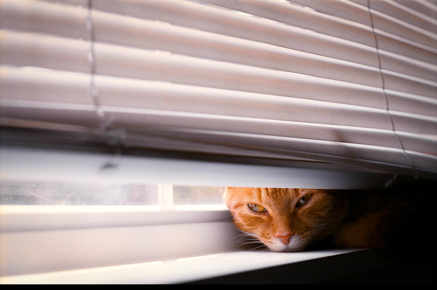 An orange cat peeks out from behind window blinds.