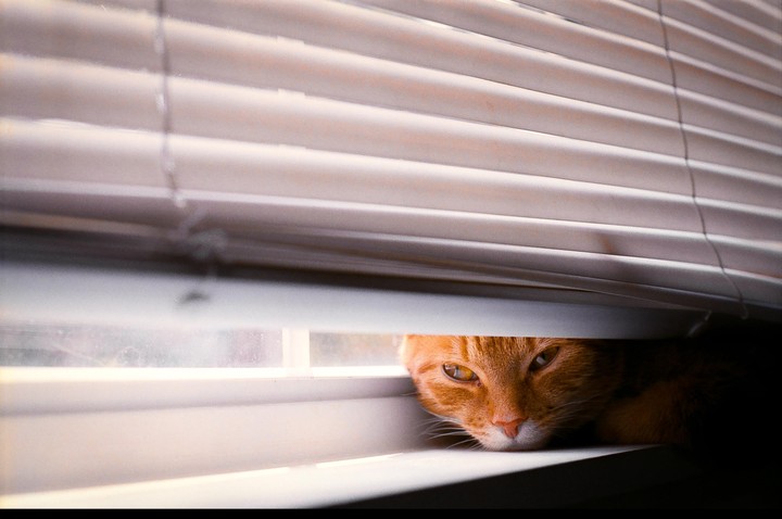 An orange cat peeks out from behind window blinds.