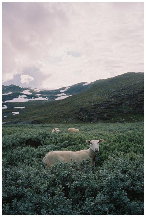 A sheep with a bell around its neck stands in a field of green bushes with snowy mountains in the background.