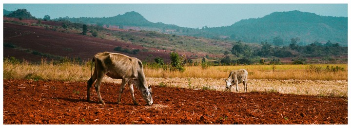 Two cows graze in a field with red soil and dry grass, with hills in the background.