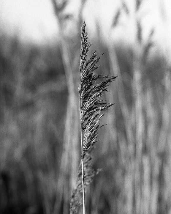 A single stalk of reed stands out against a blurred background of similar plants.