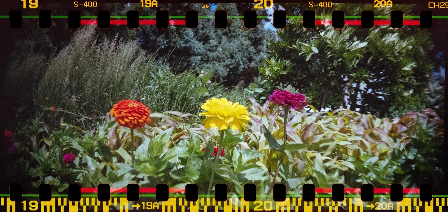 Three colorful flowers are in a garden with green foliage and trees in the background.
