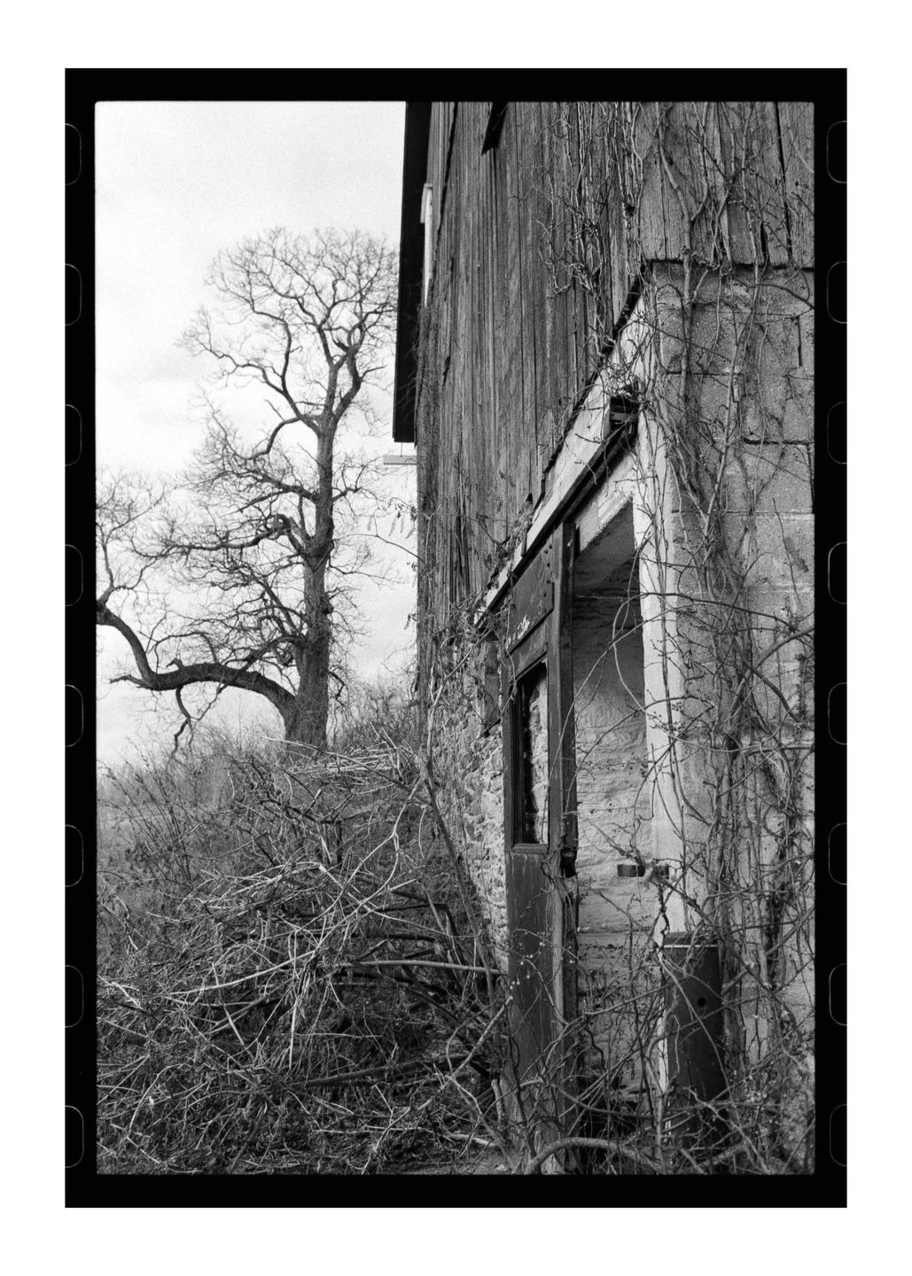 An old wooden barn with vines growing on its side stands next to a large, bare tree.