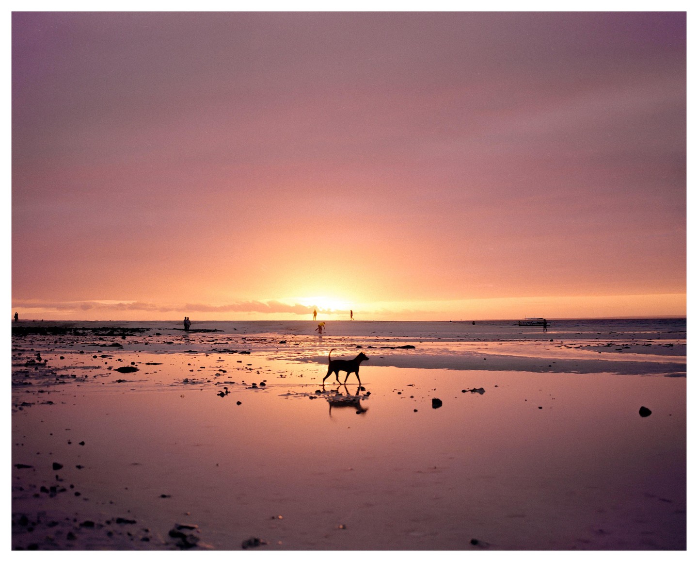 A dog walks on a wet beach at sunrise with people in the distance.