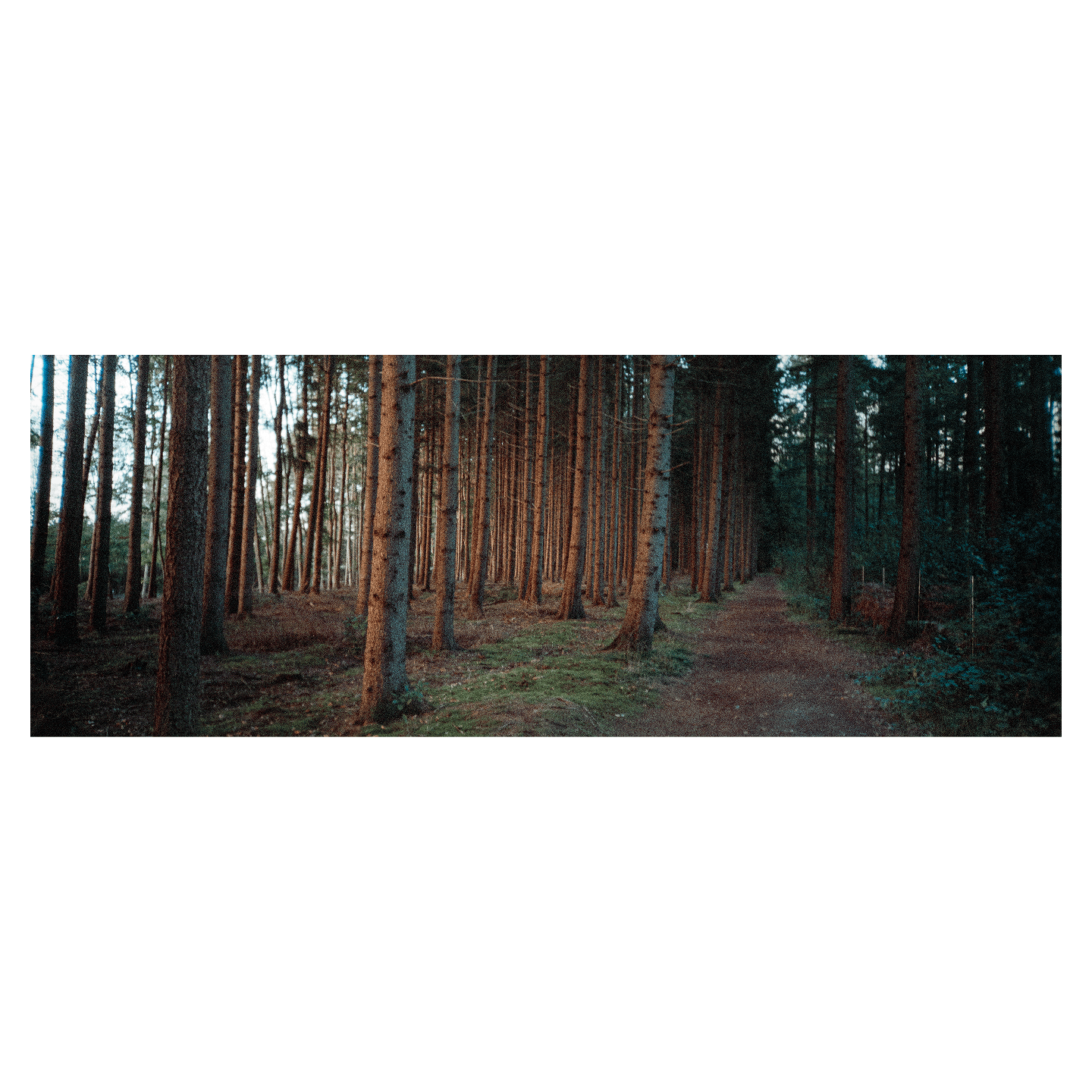 A narrow path leads through a dense forest with tall trees.