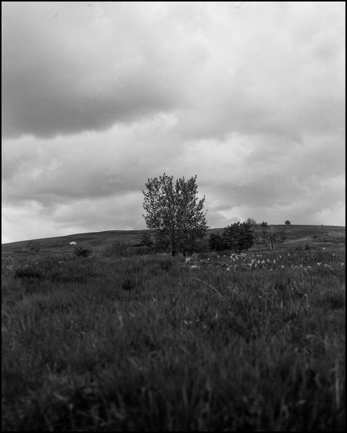 A lone tree stands on a grassy hill under a cloudy sky.