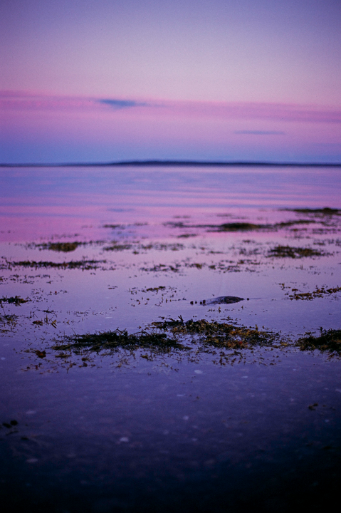 The water of a lake or ocean reflects the vibrant pink and purple hues of the sunset sky, with patches of seaweed visible in the foreground.