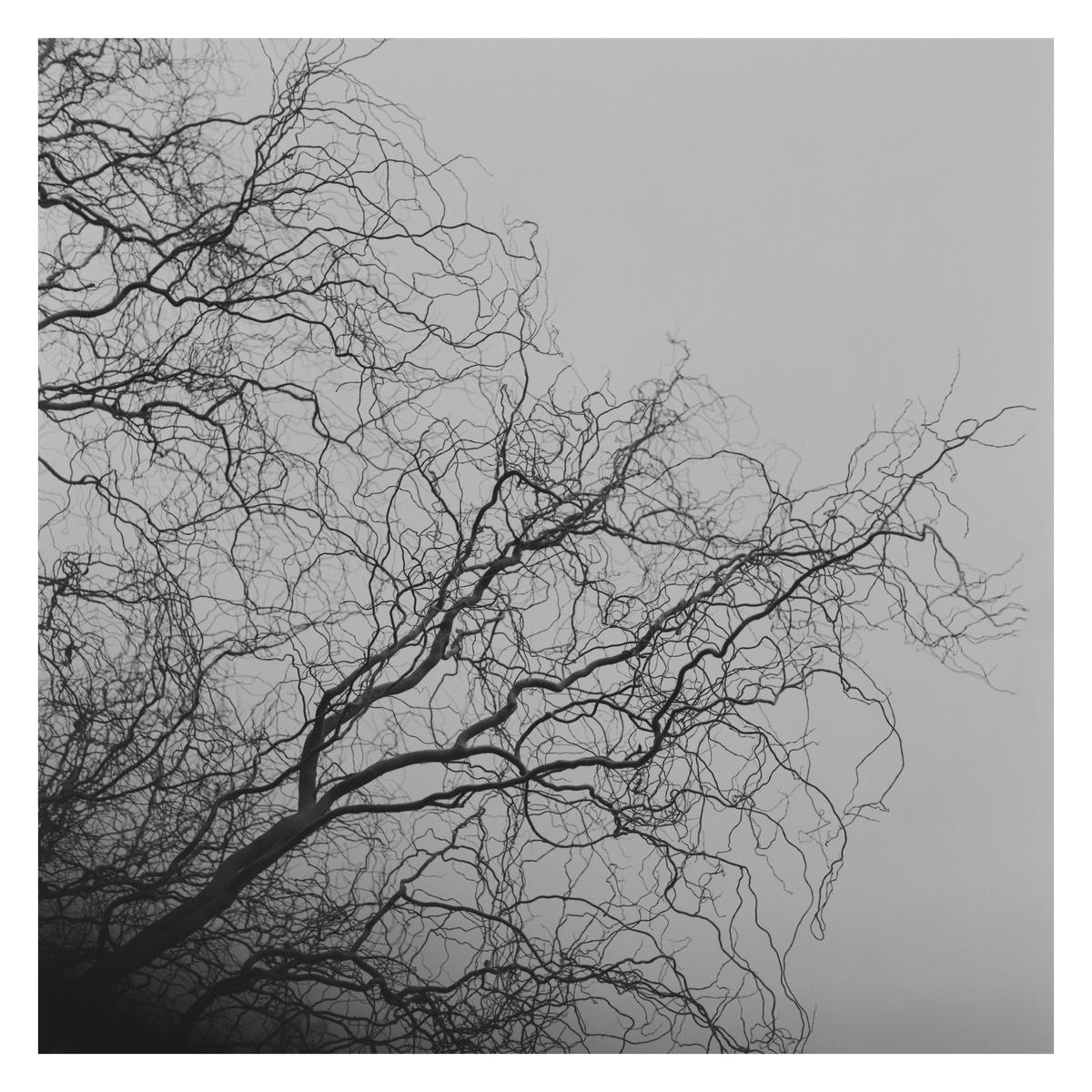 Bare tree branches are silhouetted against a bright sky.