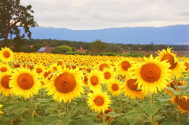 A field of sunflowers stretches towards distant mountains under a cloudy sky.