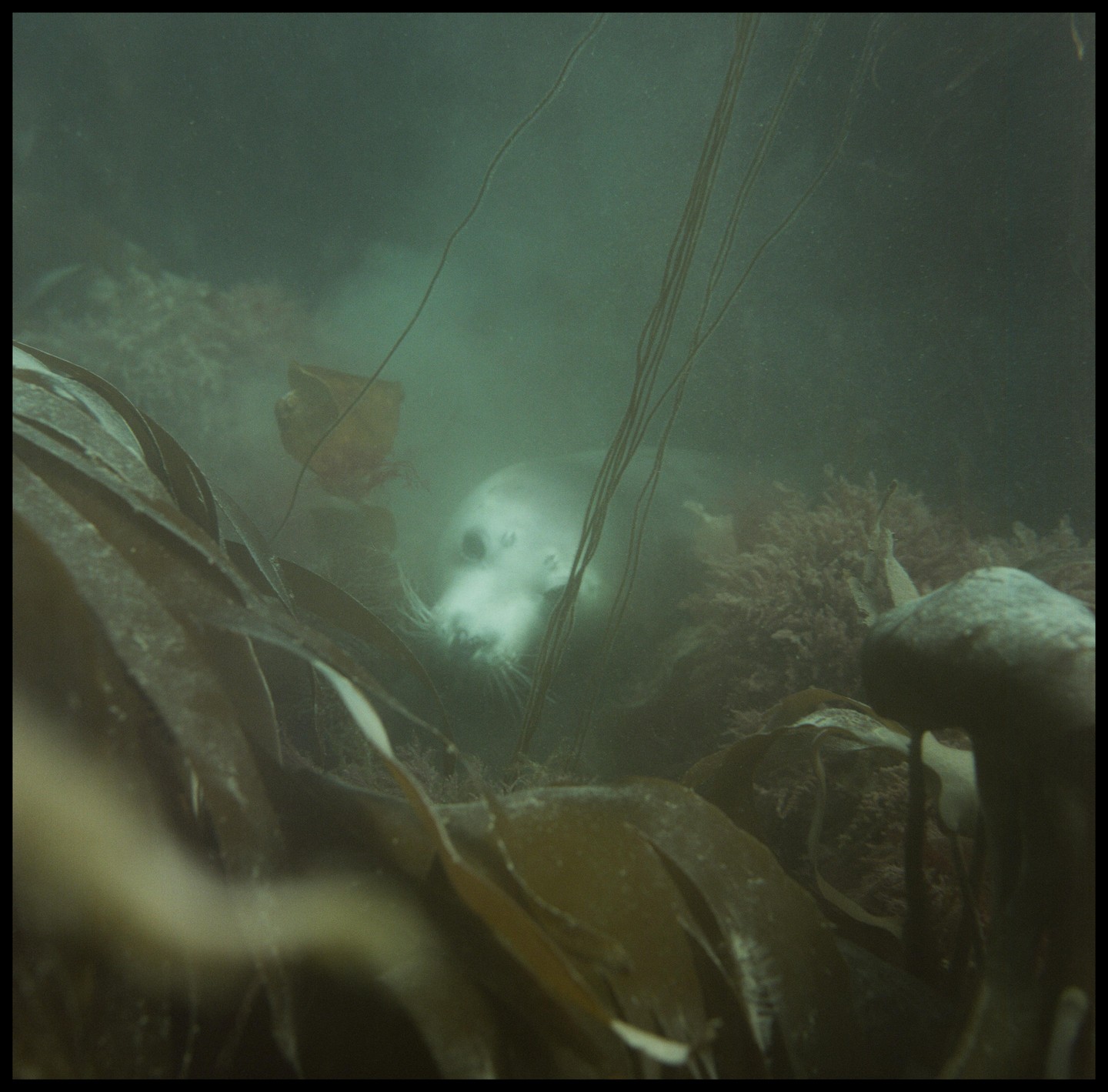 A seal is partially visible among underwater kelp and seaweed.