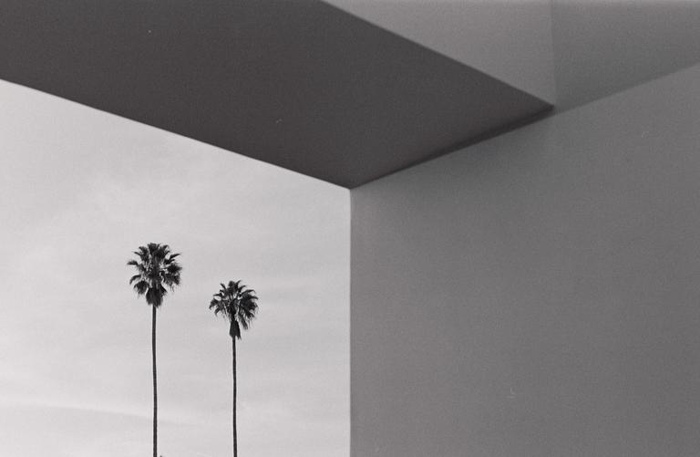 Two palm trees stand against a light sky, framed by the geometric lines of a building.
