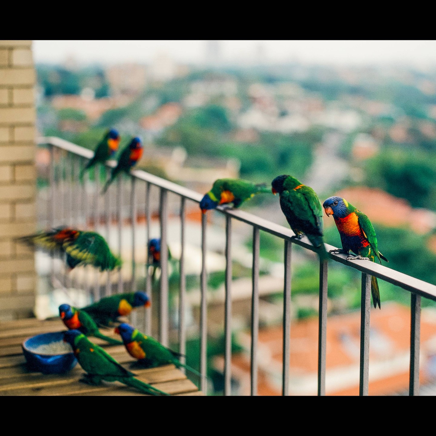 A flock of rainbow lorikeets are gathered on a balcony railing and table, with a city visible in the background.