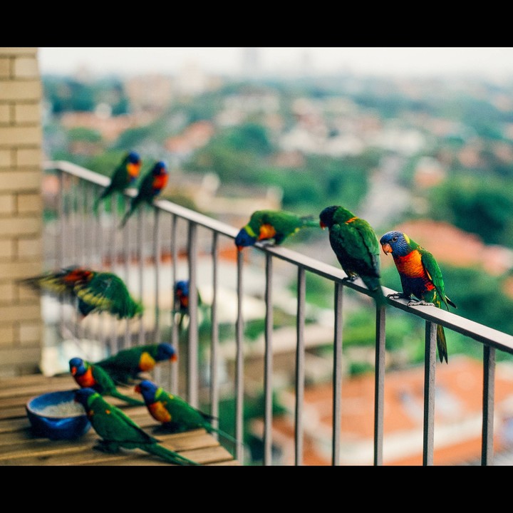 A flock of rainbow lorikeets are gathered on a balcony railing and table, with a city visible in the background.