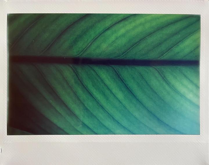 A close-up shows the central vein and parallel ridges of a green philodendron leaf.