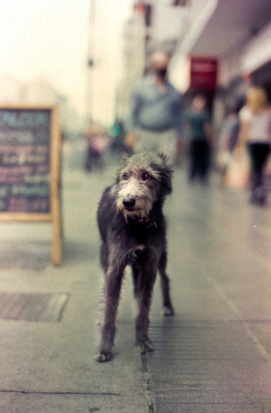 A shaggy dog stands on a sidewalk with blurred people and a chalkboard sign in the background.