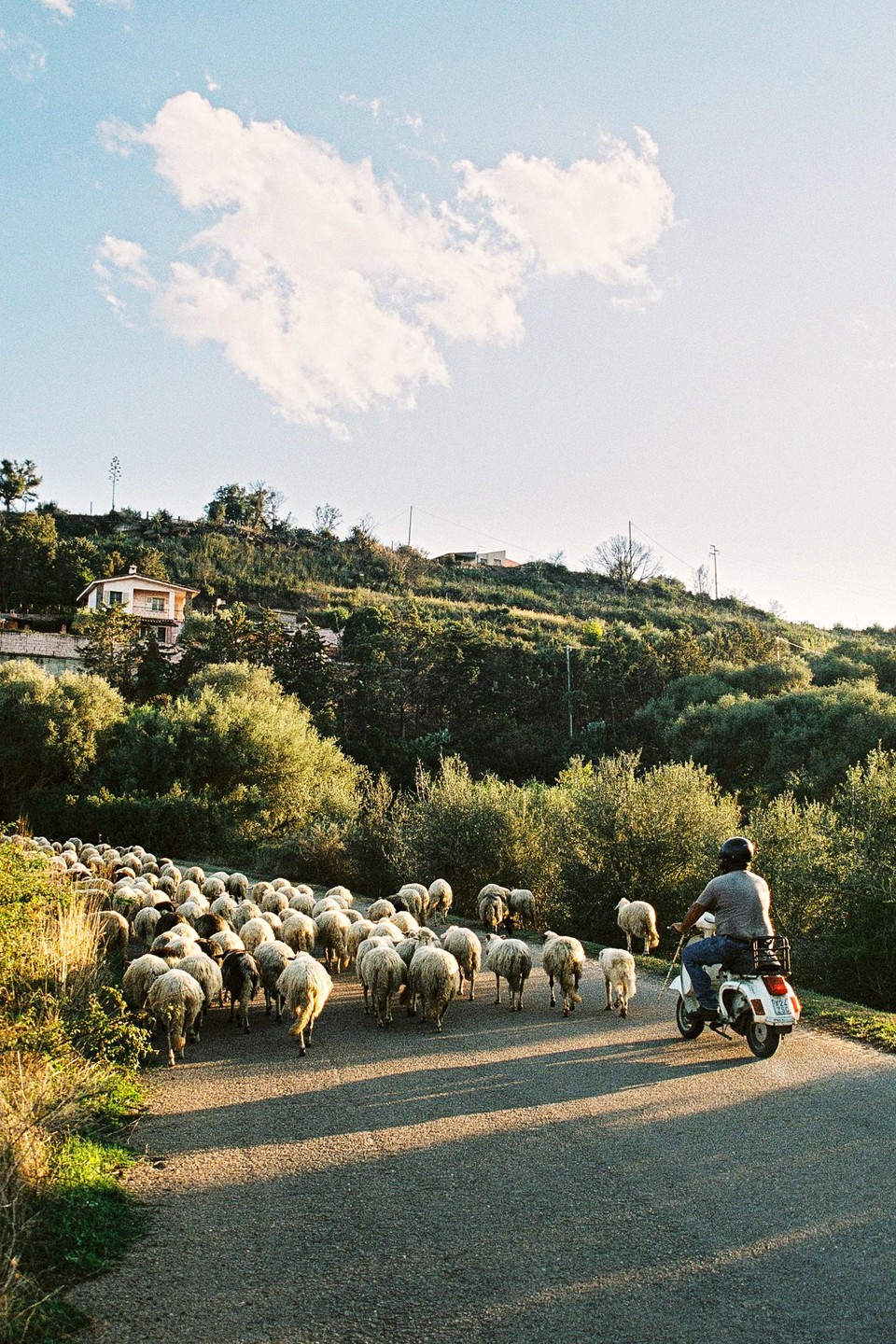 A man on a scooter follows a flock of sheep down a road lined with trees and a house on a hill under a blue sky with clouds.