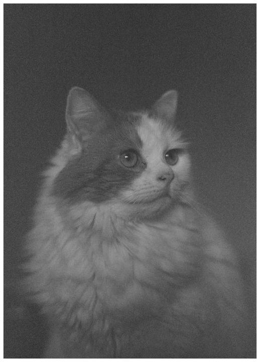 A fluffy cat with dark patches on its head and body looks to the right.