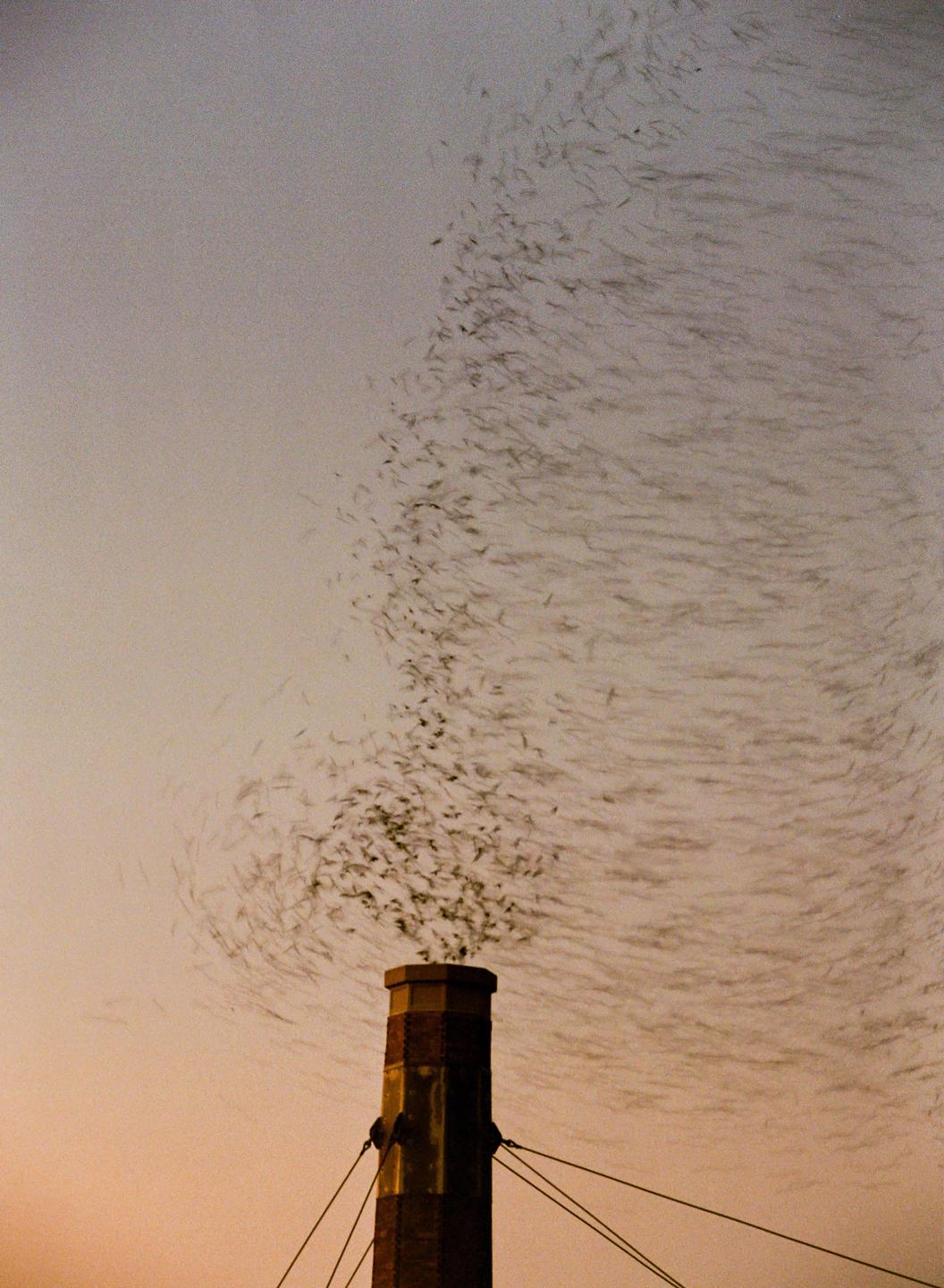 A large flock of birds flies in a swirling pattern above a brick chimney at dusk.