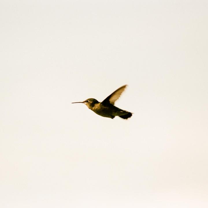 A hummingbird is captured mid-flight against a plain background.