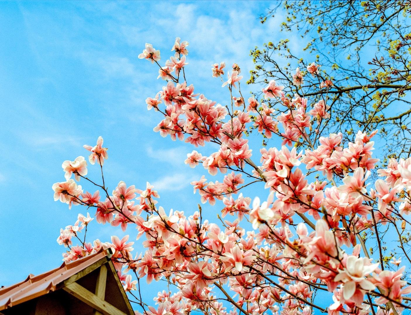 Pink magnolia blossoms are abundant on a tree branch against a bright blue sky with a small portion of a building roof visible in the lower left.