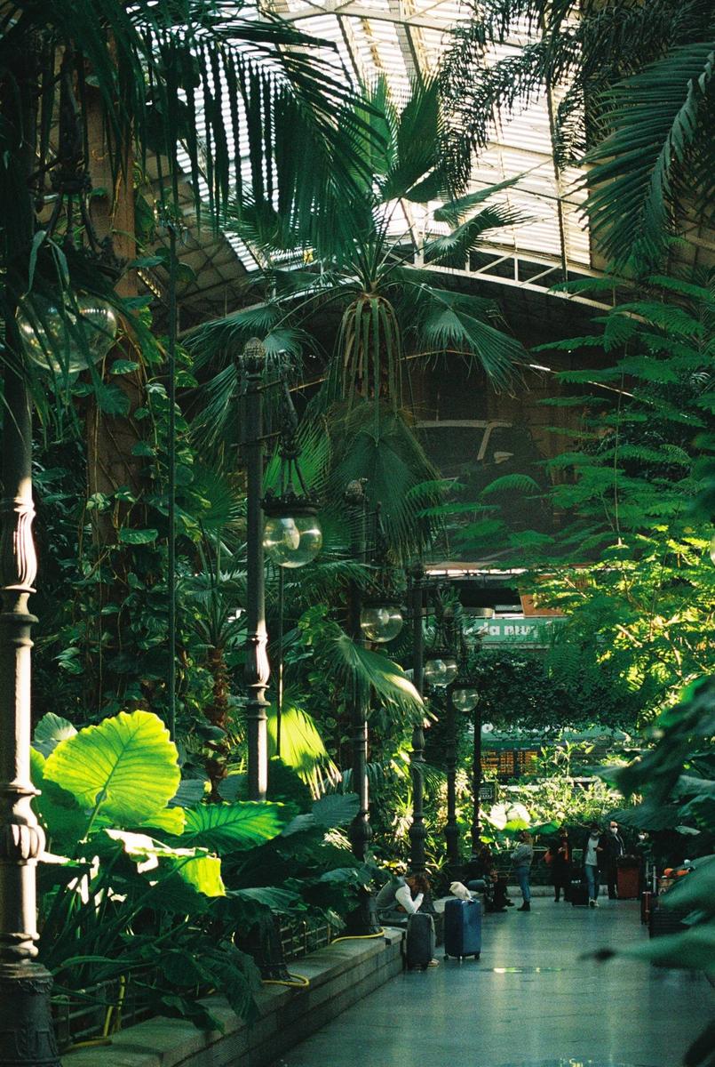 A lush indoor garden with palm trees and other tropical plants fills a large hall, with people and luggage visible in the distance.